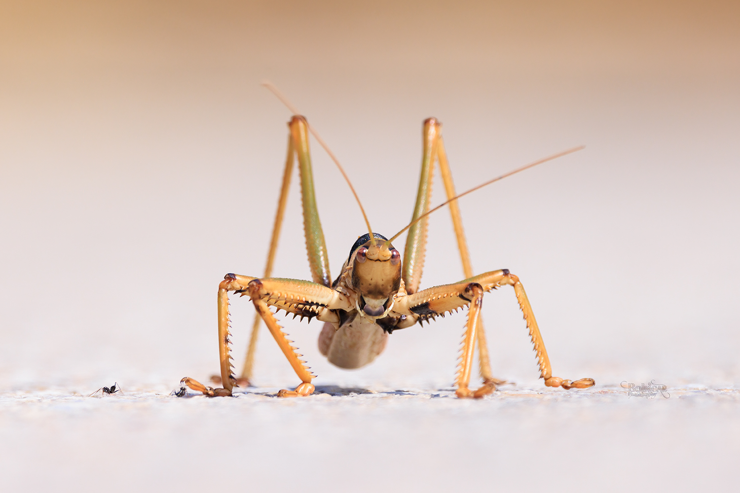 Grasshoppers and Crickets